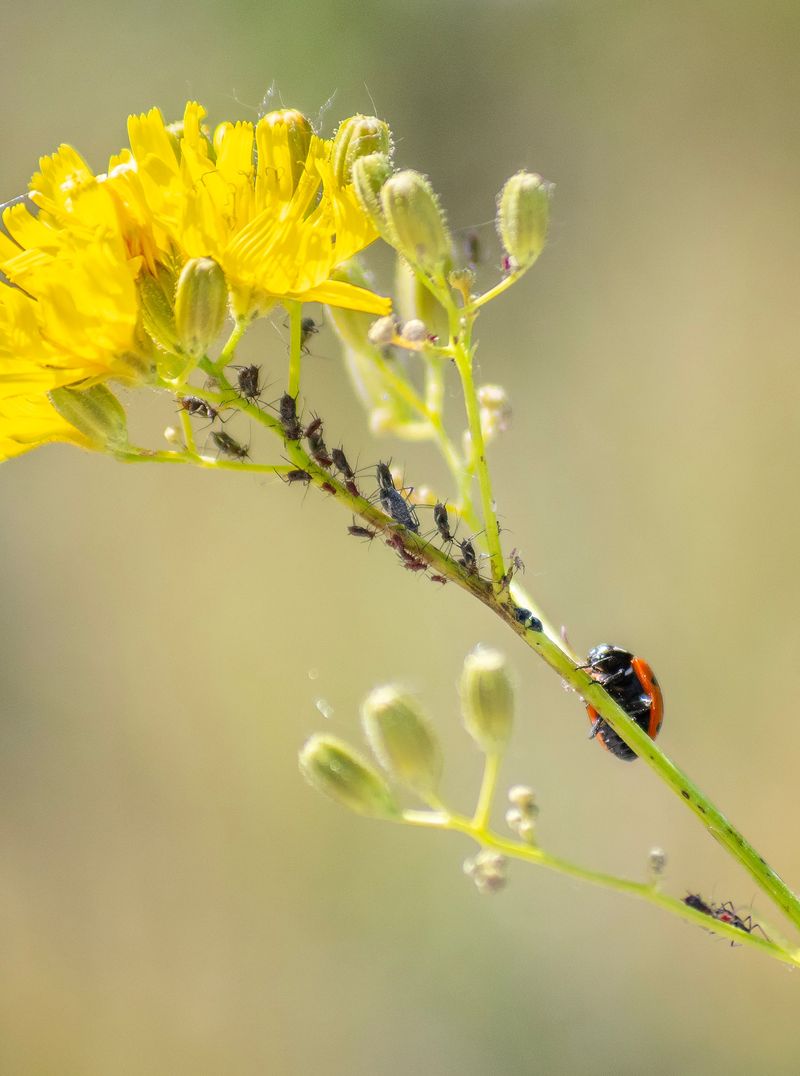 Visible Garden Pests Multiply Without Intervention Visible Garden Pests Multiply Without Intervention