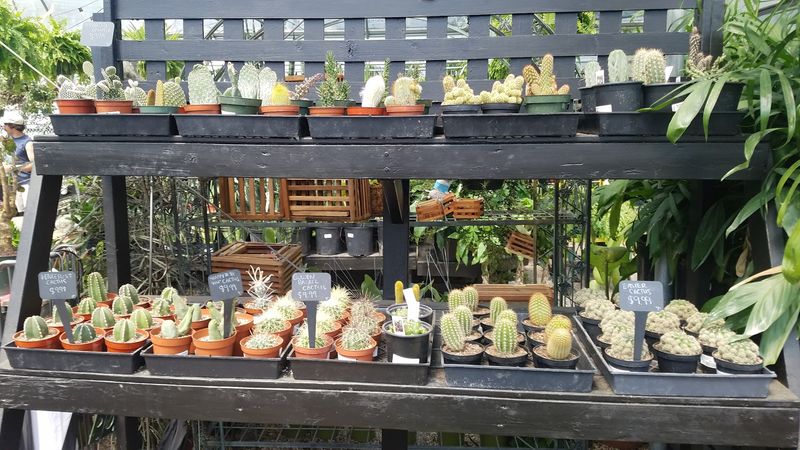 Visit Buchanan's Native Plants In Houston