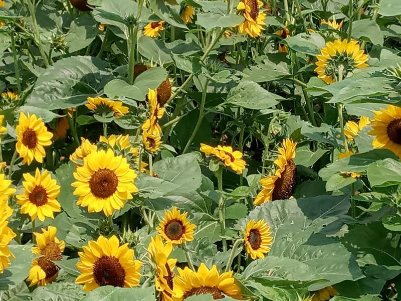 Visit In Mid July For The Freshest Golden Rows