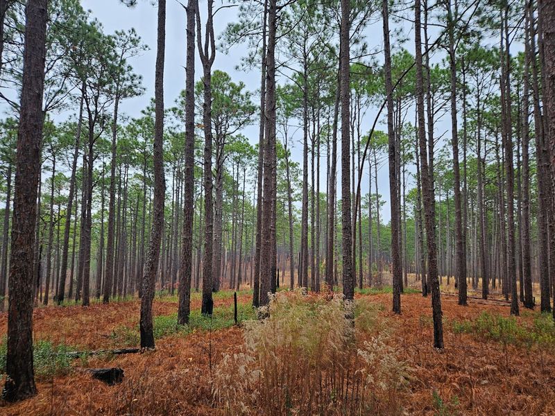 Visit Weymouth Woods For Longleaf Pine History Visit Weymouth Woods For Longleaf Pine History
