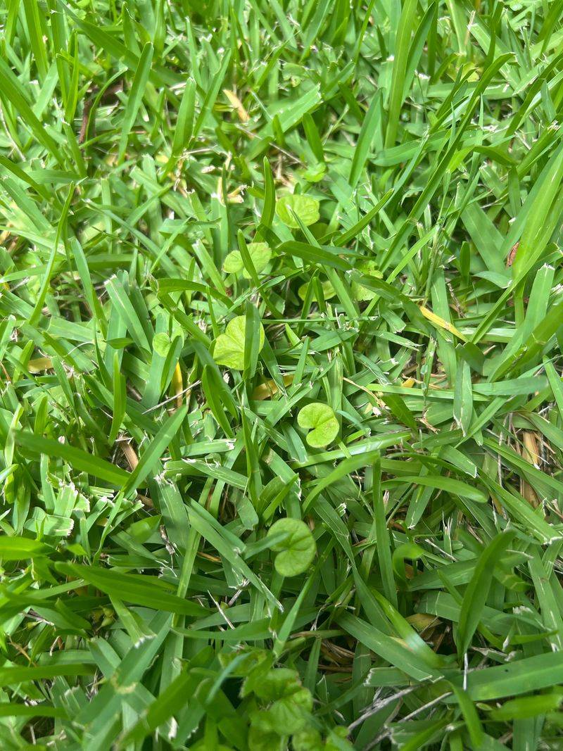 Wait For Cooler Weather And Steadier Moisture Wait For Cooler Weather And Steadier Moisture