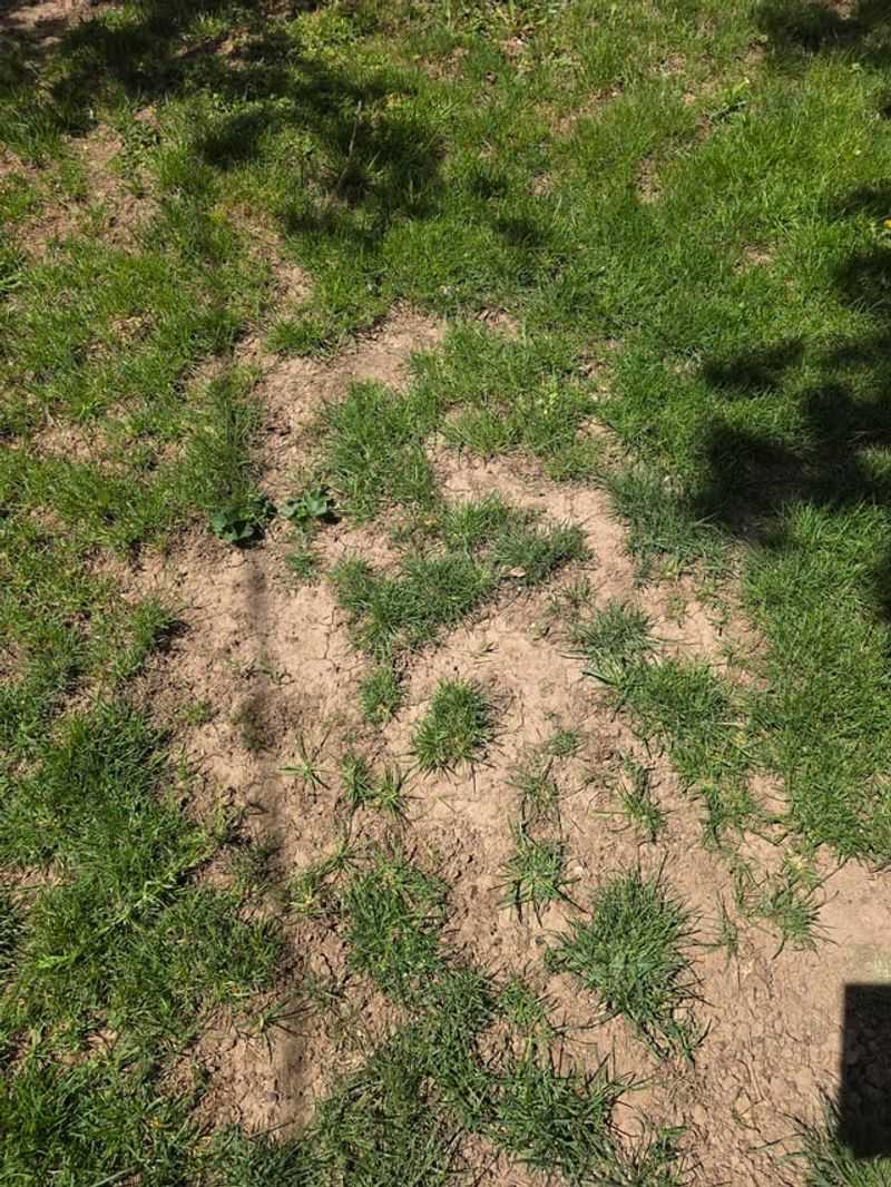 Wait For Cooler Weather Before Overseeding