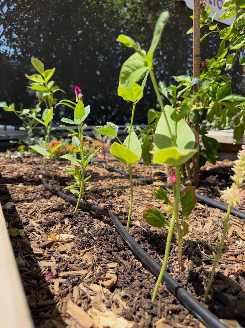 Wait For Healthy New Growth