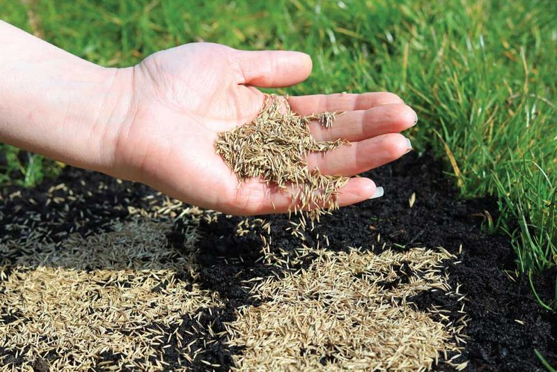Wait For Late Summer Before Overseeding Cool Season Grass