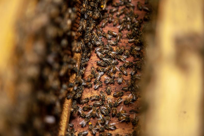 Wait It Out, Swarms Usually Leave In A Day Or Two