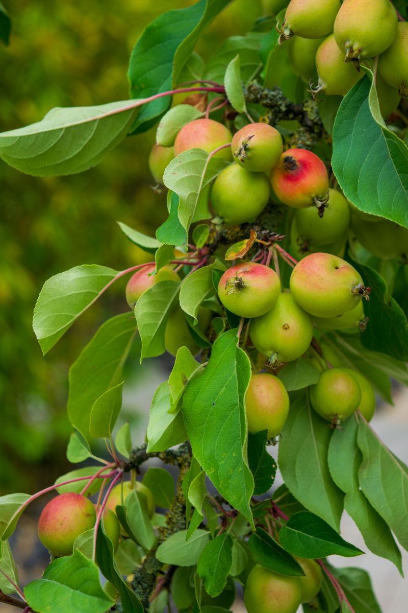 Wait On Apple And Crabapple Trees To Avoid Fire Blight