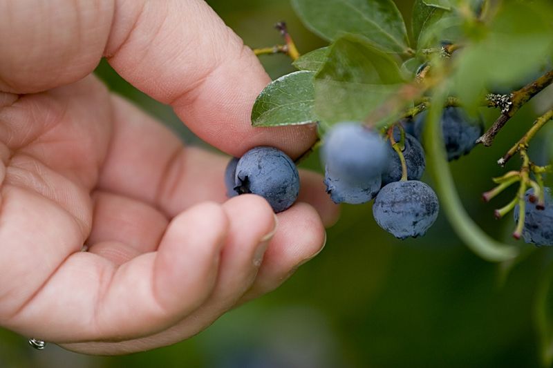 Wait Until Berries Are Truly Ripe Wait Until Berries Are Truly Ripe
