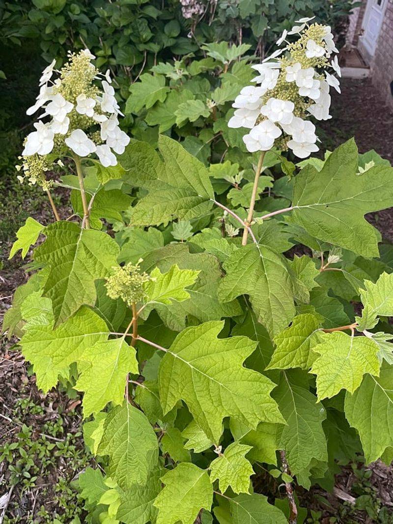 Wait Until Blooming Ends Before Pruning Oakleaf Hydrangea Wait Until Blooming Ends Before Pruning Oakleaf Hydrangea