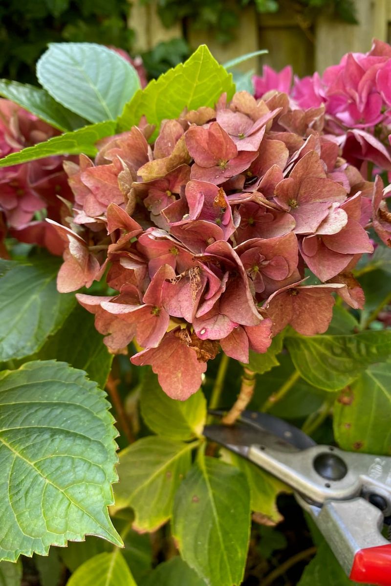 Wait Until Blooms Feel Papery Not Fresh