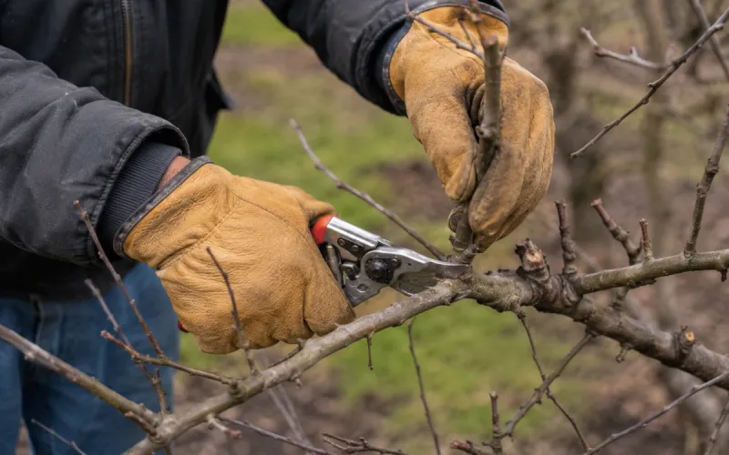 Wait Until Cooler Weather For Major Pruning Wait Until Cooler Weather For Major Pruning