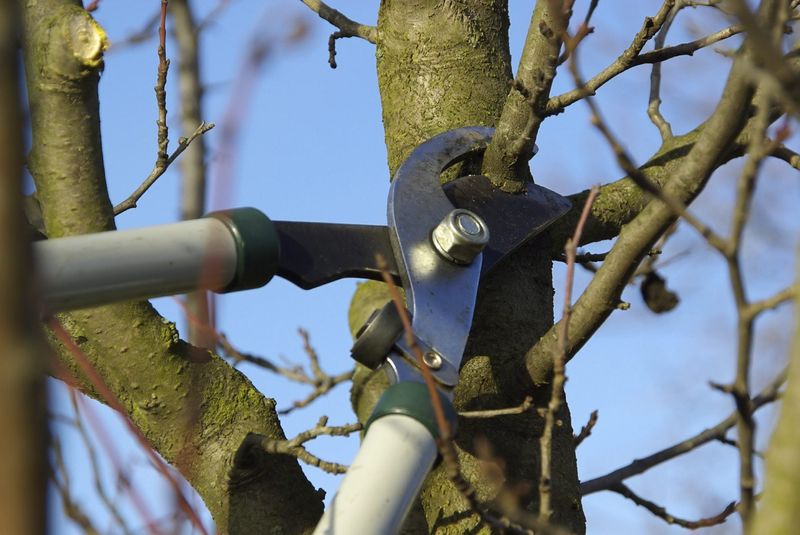 Wait Until Dormancy For Major Pruning