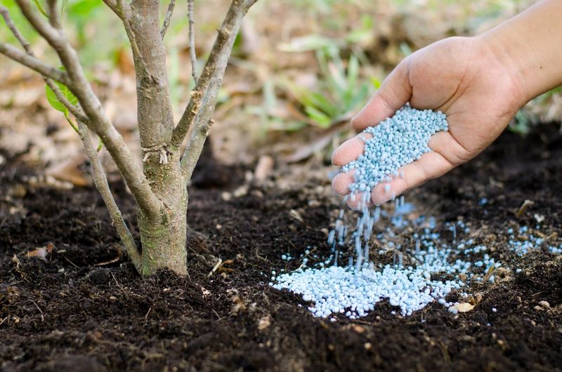 Wait Until Fall To Fertilize Wait Until Fall To Fertilize