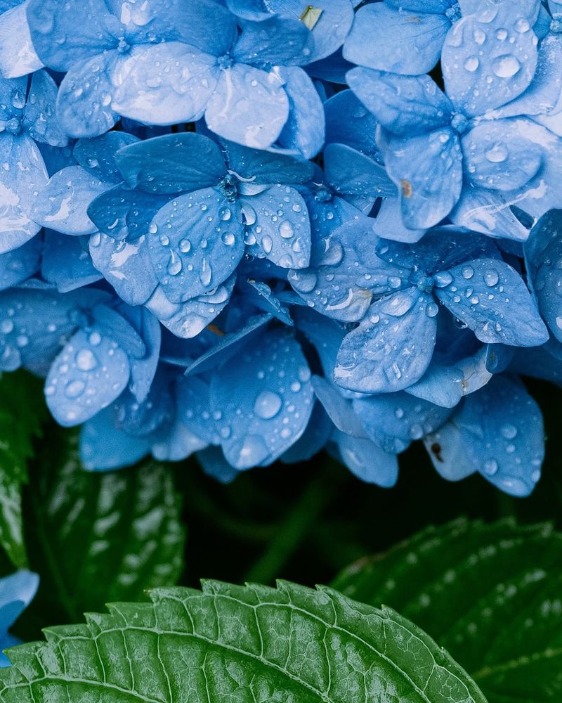 Wait Until Rain And Dew Have Dried Wait Until Rain And Dew Have Dried