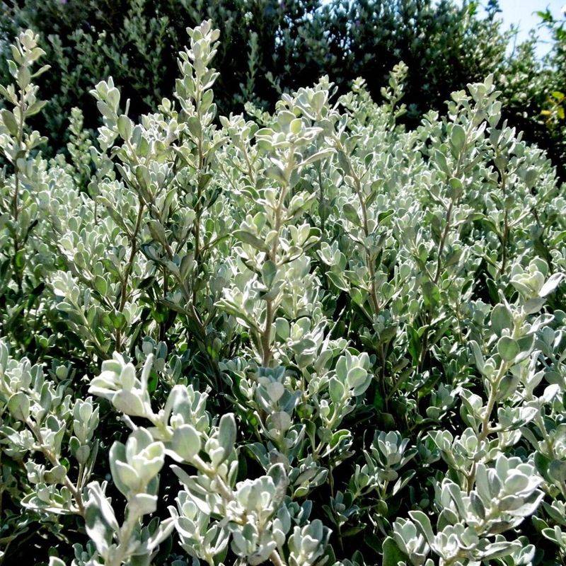 Wait Until Spring For Heavy Pruning