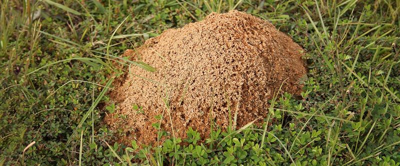 Waiting Too Long Gives Fire Ants More Time To Spread Waiting Too Long Gives Fire Ants More Time To Spread