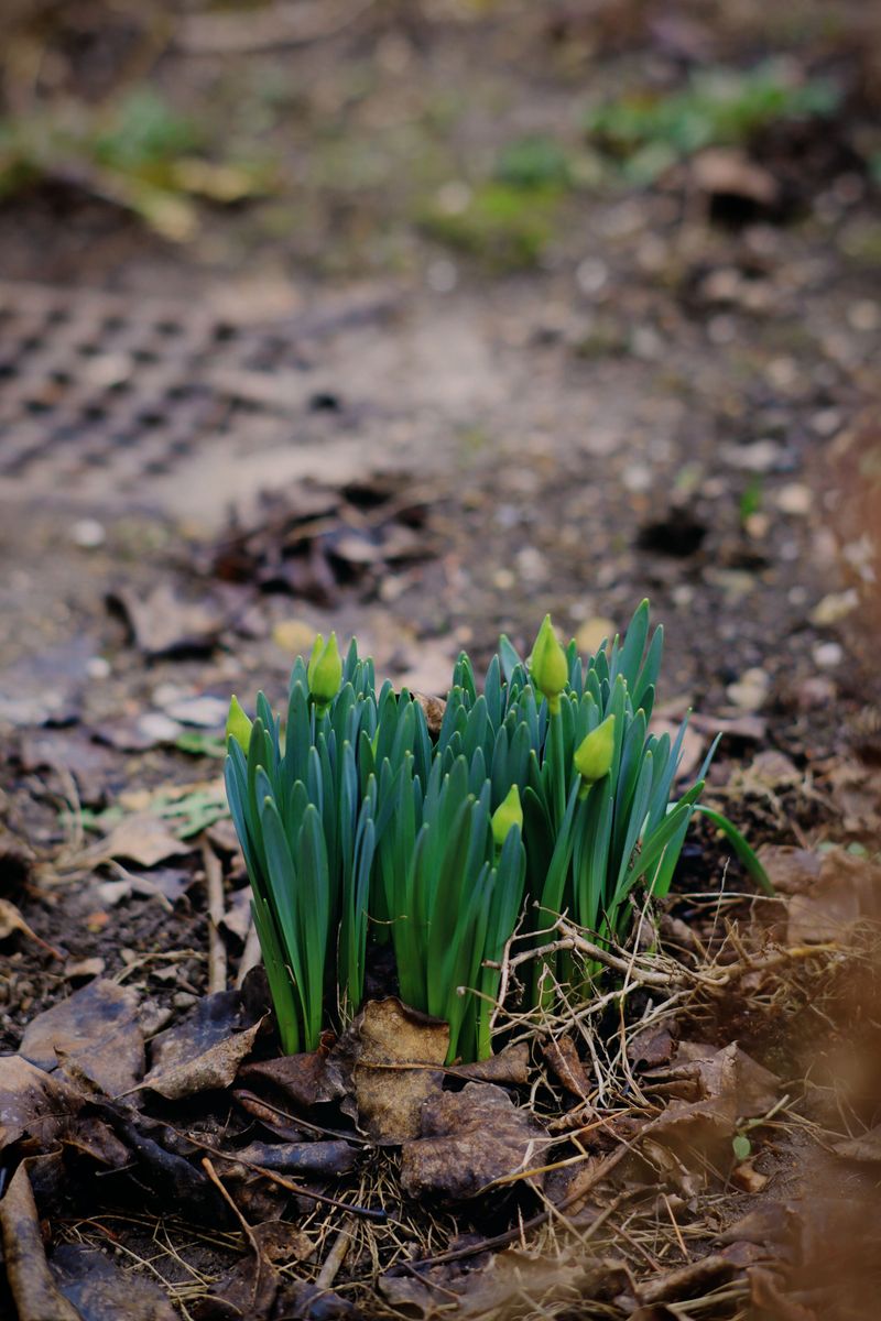 Waiting Until November Prevents Early False Blooming Waiting Until November Prevents Early False Blooming