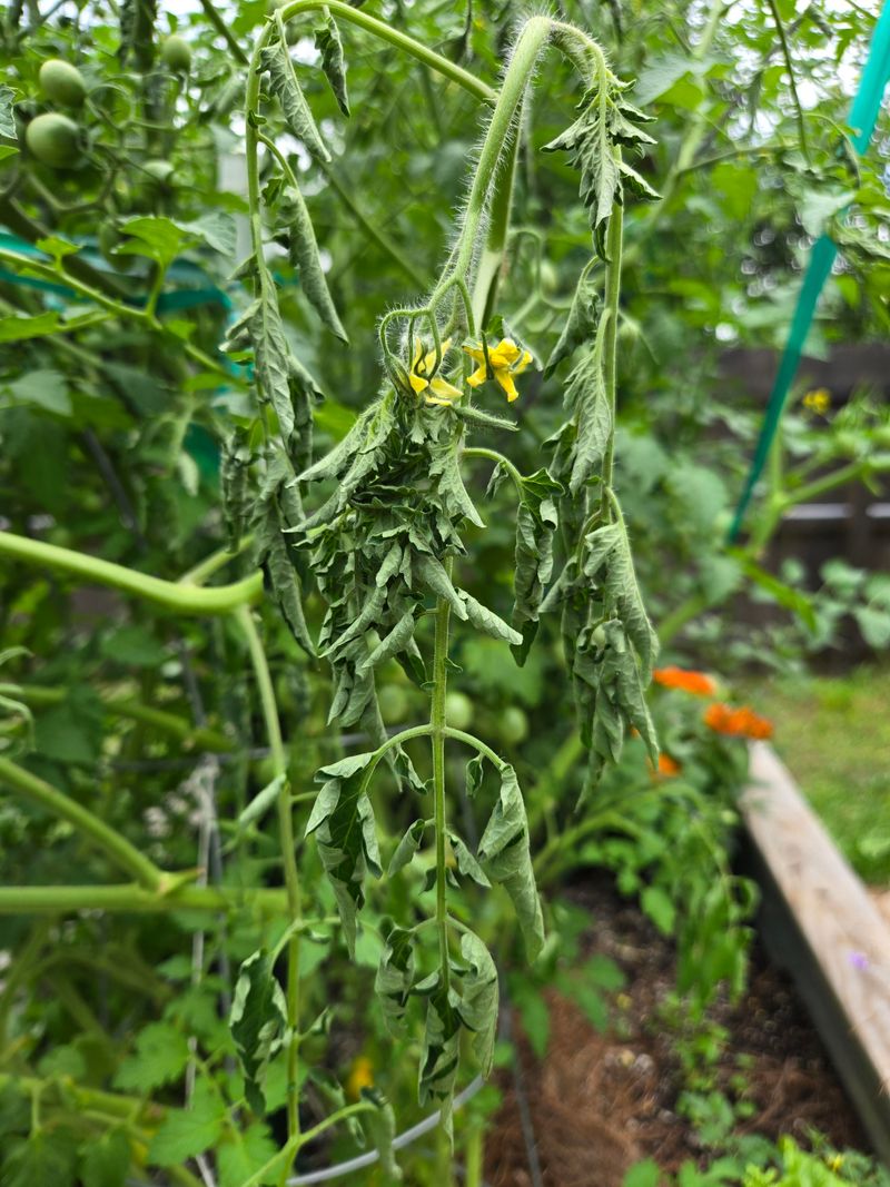 Waiting Until Tomato Plants Wilt Hard Waiting Until Tomato Plants Wilt Hard