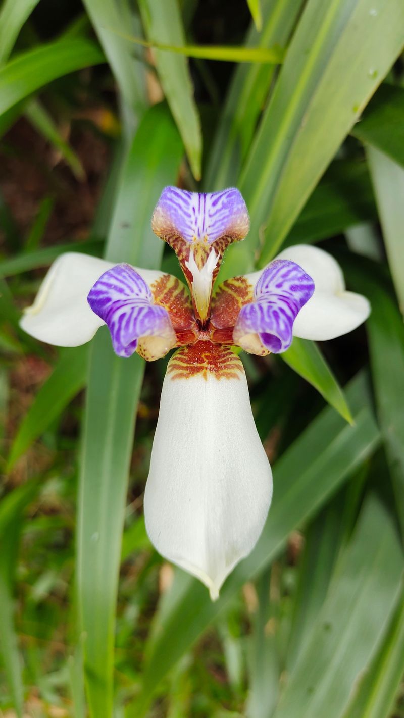 Walking Iris Delivers Big Results With Almost No Effort