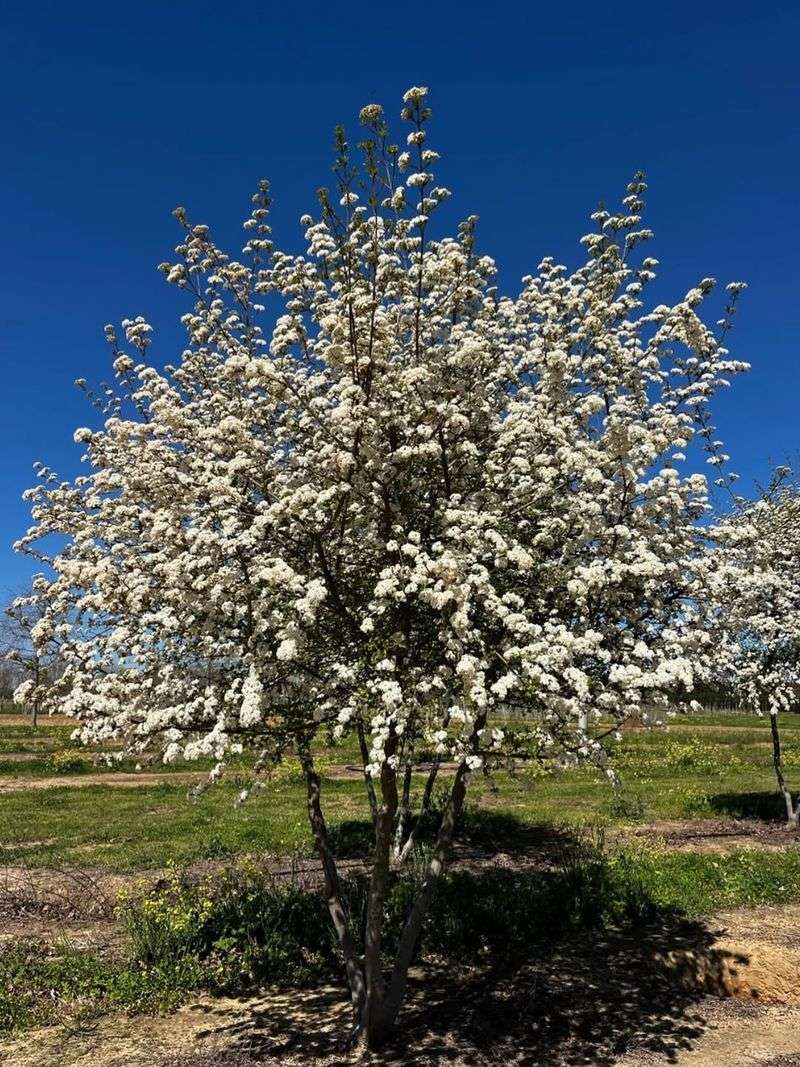 Walter's Viburnum Makes A Native Hedge With Structure