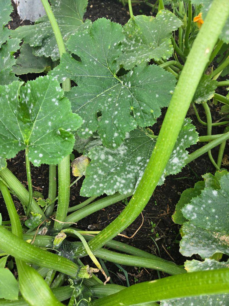 Warm Dry Weather Can Make Powdery Mildew Worse