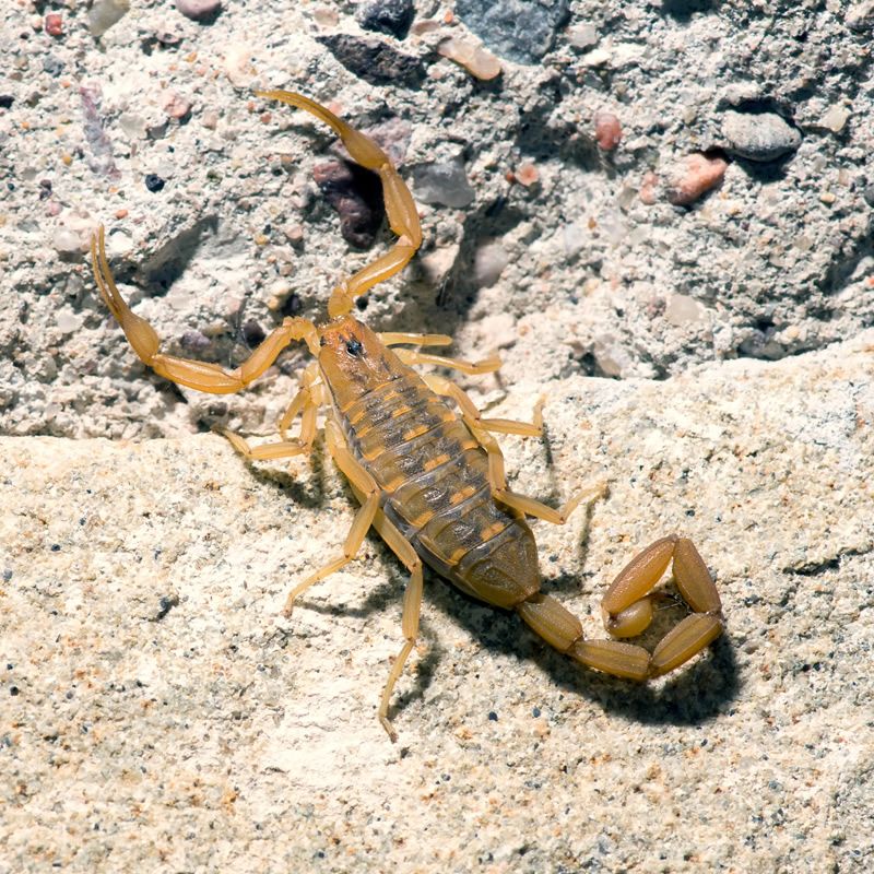 Warm Evenings Are Peak Scorpion Activity Time