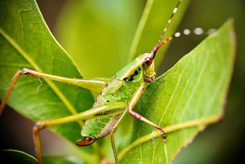 Warm Evenings Bring The Loudest Katydid Chorus Warm Evenings Bring The Loudest Katydid Chorus