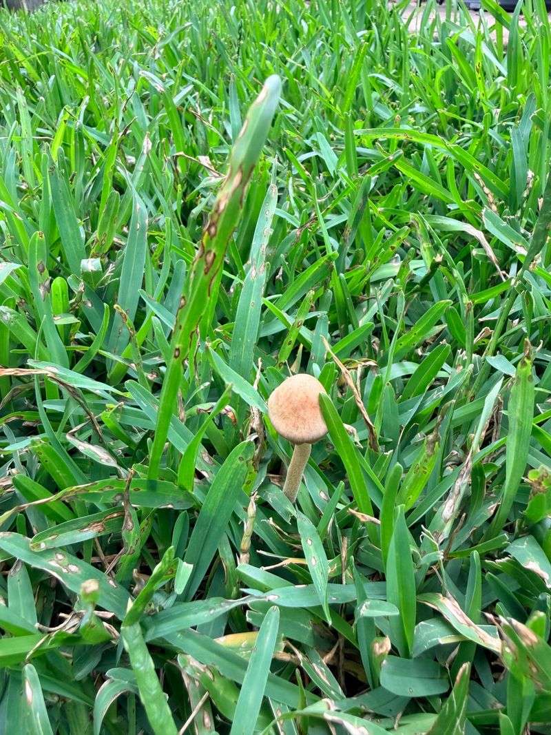 Warm Humid Conditions Create Ideal Fungal Growth