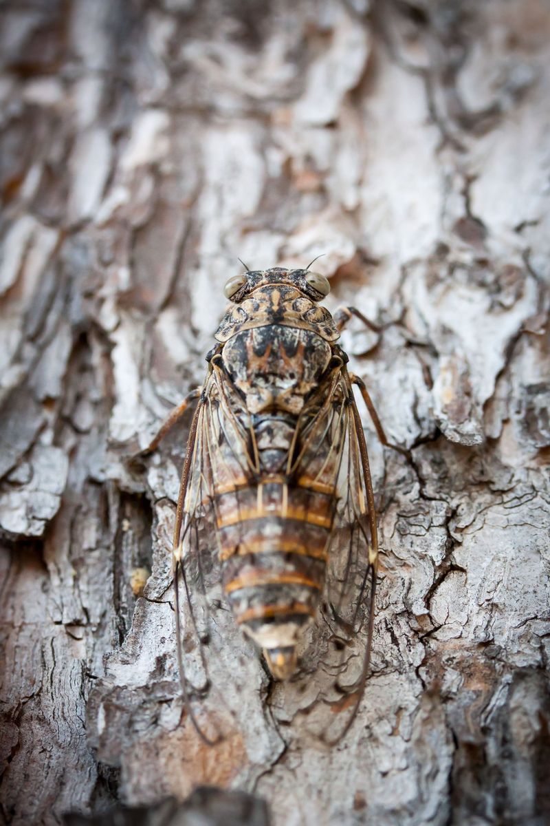 Warm, Humid Weather Triggers The Loudest Chorus
