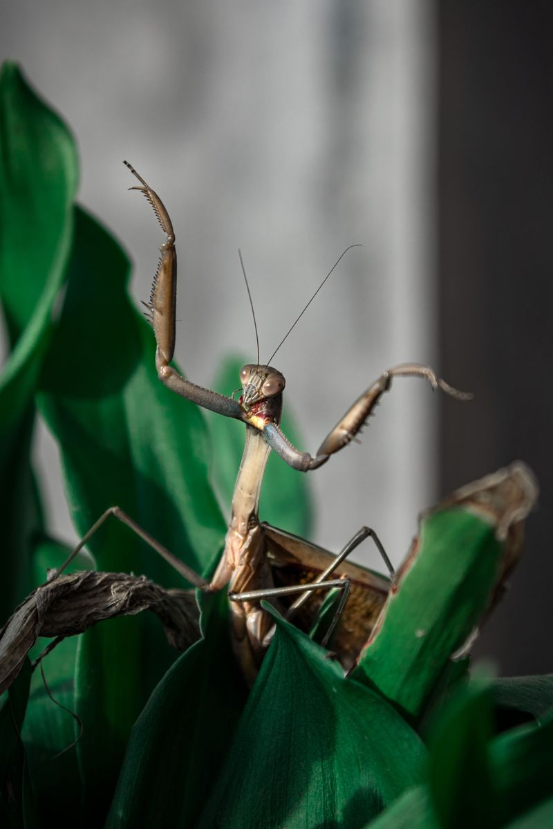 Warm Microclimates Support Mantis Egg Cases