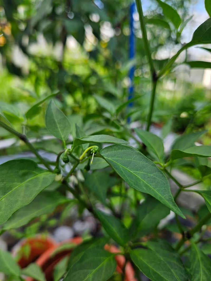 Warm Nights Give Pollen No Chance To Recover