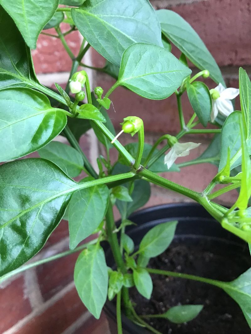Warm Nights Keep Flowers From Setting Fruit