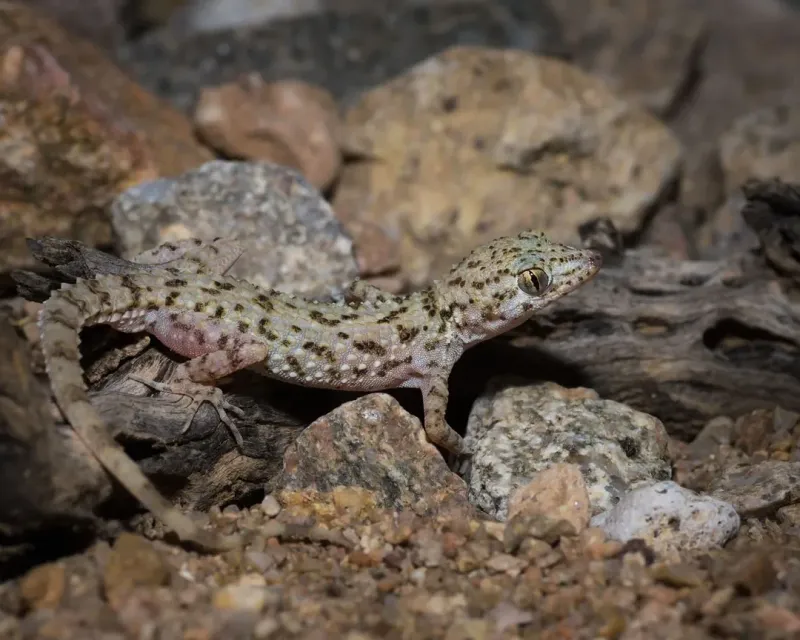 Warm Nights Keep Geckos More Active Warm Nights Keep Geckos More Active