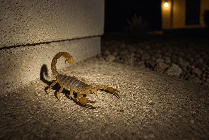 Warm Nights Keep Them Active Longer Warm Nights Keep Them Active Longer