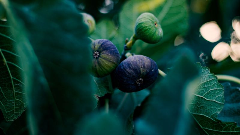 Warm Nights Sped Up Fruit Ripening Warm Nights Sped Up Fruit Ripening