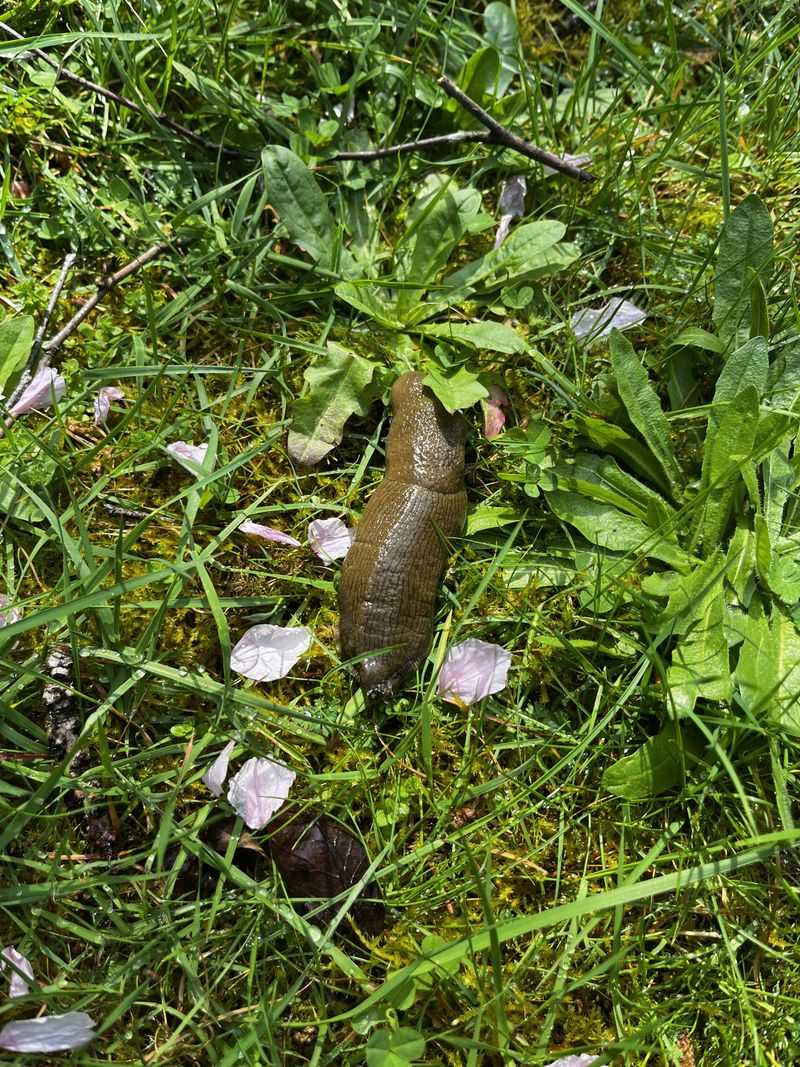 Warm Rain Makes Slugs More Active Warm Rain Makes Slugs More Active