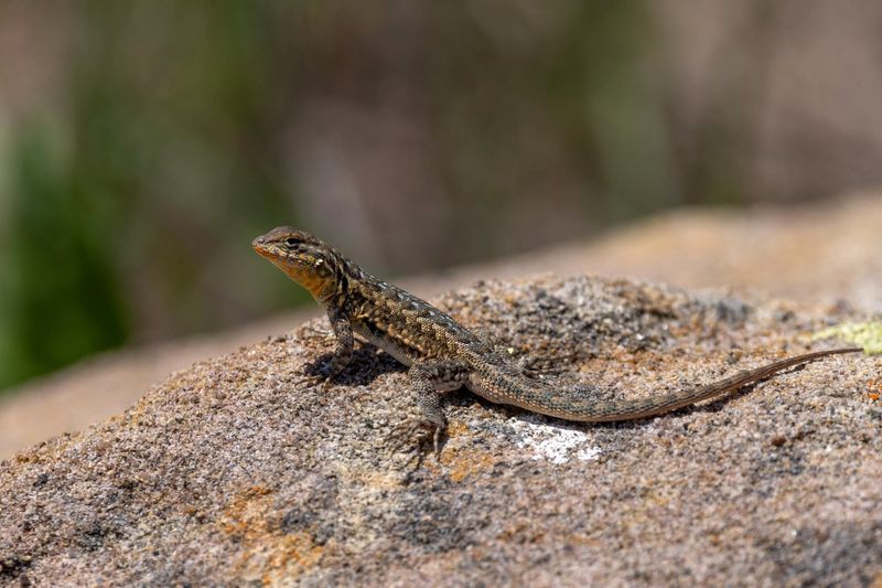 Warm Rocks Make Lizards Feel At Home Warm Rocks Make Lizards Feel At Home