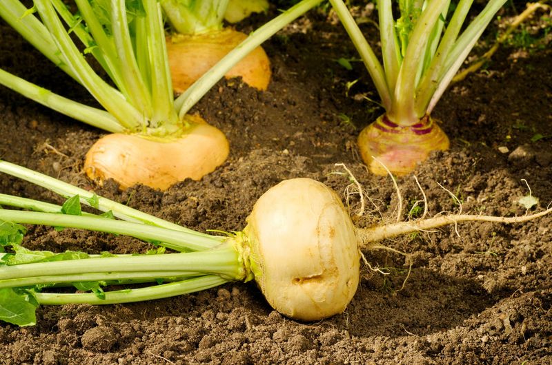 Warm Soil Can Support Quick Germination Warm Soil Can Support Quick Germination