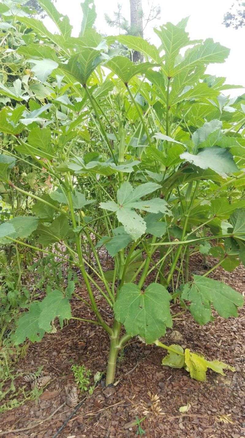 Warm Soil Gets Okra Off To A Better Start Warm Soil Gets Okra Off To A Better Start