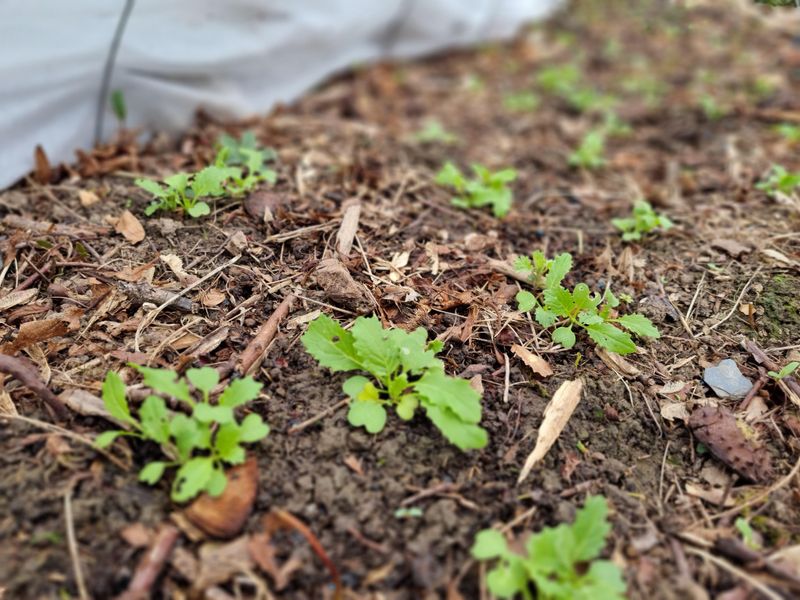 Warm Soil Helps The Seeds Emerge