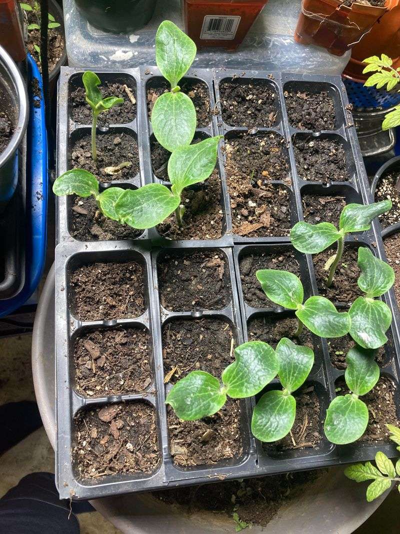 Warm Soil Speeds Germination