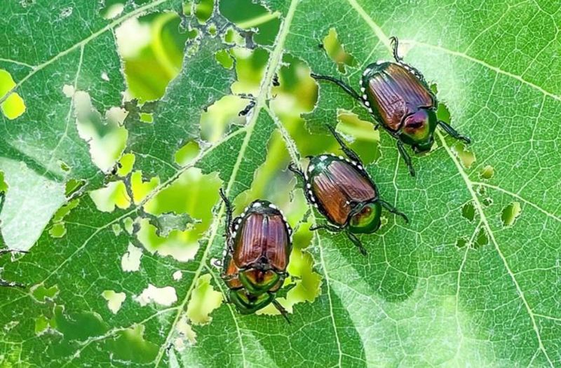Warm Sunny Plants Receive More Activity