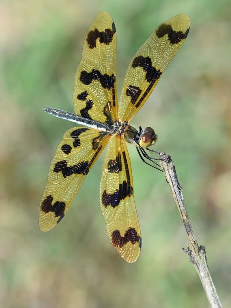 Warm Sunny Weather Increases Dragonfly Activity