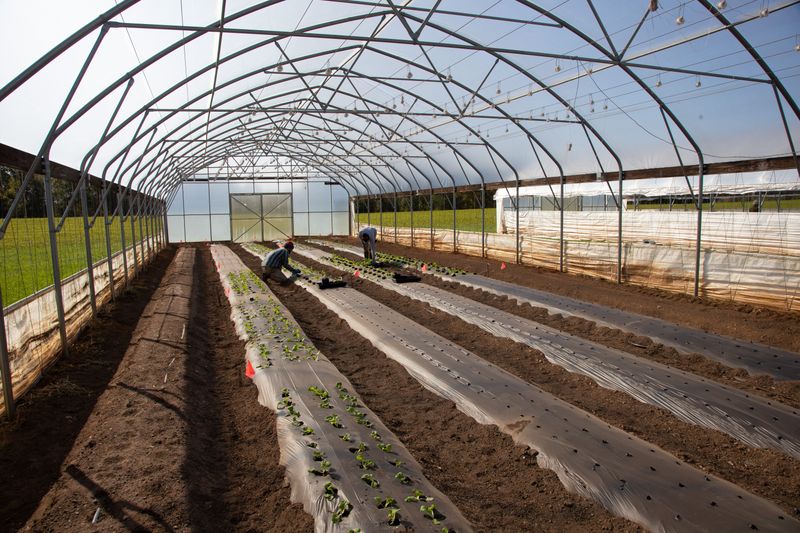 Warm The Soil With Black Plastic Before Planting Warm The Soil With Black Plastic Before Planting