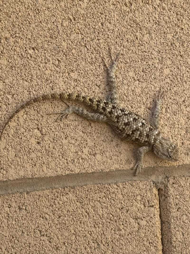 Warm Walls Make Easy Lookouts