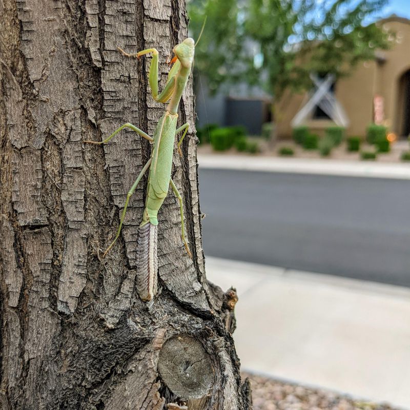 Warm Weather Brings More Praying Mantis Activity Warm Weather Brings More Praying Mantis Activity