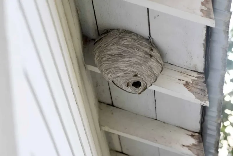 Warm Weather Is The Start Of Nest Building Warm Weather Is The Start Of Nest Building
