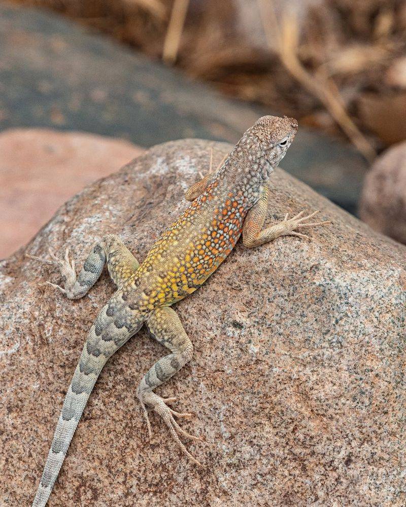 Warm Weather Makes Them More Active Warm Weather Makes Them More Active