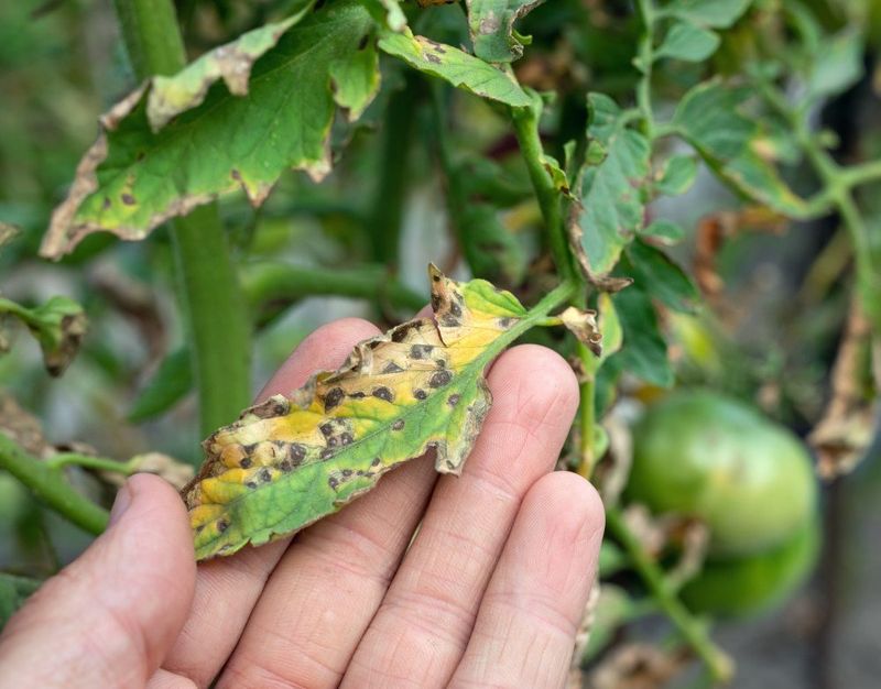 Warm Wet Conditions Can Favor The Disease