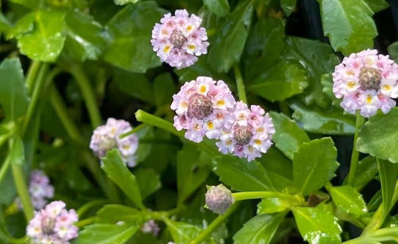 Warm Years May Keep It Looking Green Longer Warm Years May Keep It Looking Green Longer