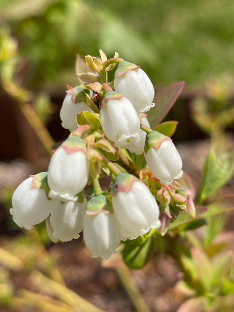 Warmer Spring Temps Sped Bud Break